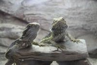 Predajňa Rybárske potreby Ryba na Trstínskej v Trnave