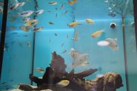 Predajňa Rybárske potreby Ryba na Trstínskej v Trnave