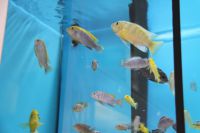 Predajňa Rybárske potreby Ryba na Trstínskej v Trnave