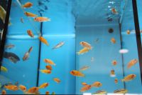 Predajňa Rybárske potreby Ryba na Trstínskej v Trnave