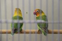 Predajňa Rybárske potreby Ryba na Trstínskej v Trnave